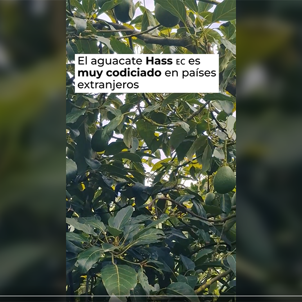 2.2 aguacate (1)